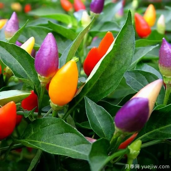 100種常見(jiàn)花卉的栽培大全，送給愛(ài)養花的你(圖77)