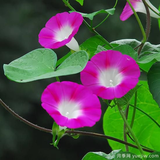 100種常見(jiàn)花卉的栽培大全，送給愛(ài)養花的你(圖78)