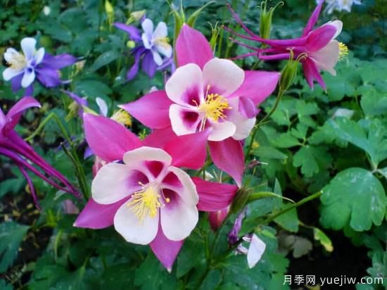 100種常見(jiàn)花卉的栽培大全，送給愛(ài)養花的你(圖81)