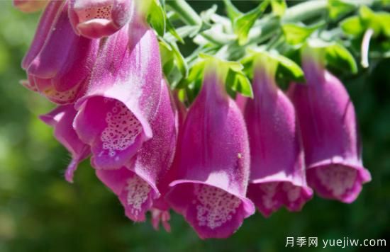100種常見(jiàn)花卉的栽培大全，送給愛(ài)養花的你(圖80)