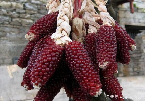 100種常見(jiàn)花卉的栽培大全，送給愛(ài)養花的你(圖83)