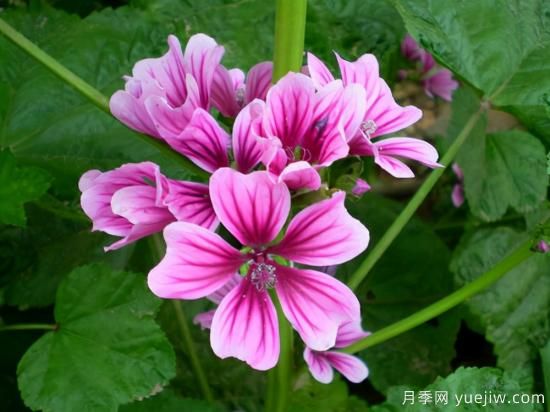 100種常見(jiàn)花卉的栽培大全，送給愛(ài)養花的你(圖84)