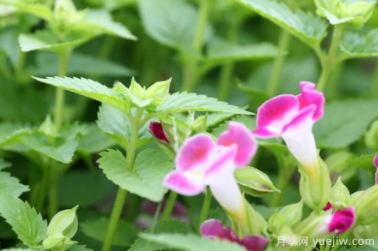 100種常見(jiàn)花卉的栽培大全，送給愛(ài)養花的你(圖85)