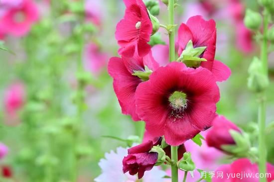 100種常見(jiàn)花卉的栽培大全，送給愛(ài)養花的你(圖86)