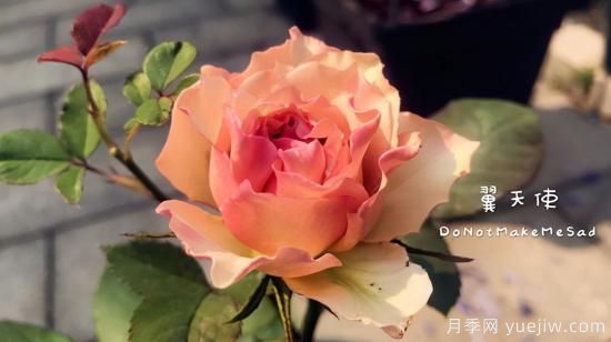 河本純子天使系列月季，顏值擔當溫柔靈動(dòng)(圖8)