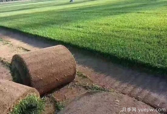 冬天想要綠草如茵，可以試試這幾種草坪(圖1)