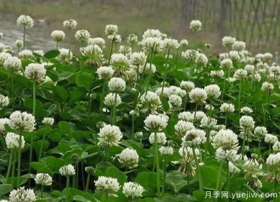 冬天想要綠草如茵，可以試試這幾種草坪(圖4)