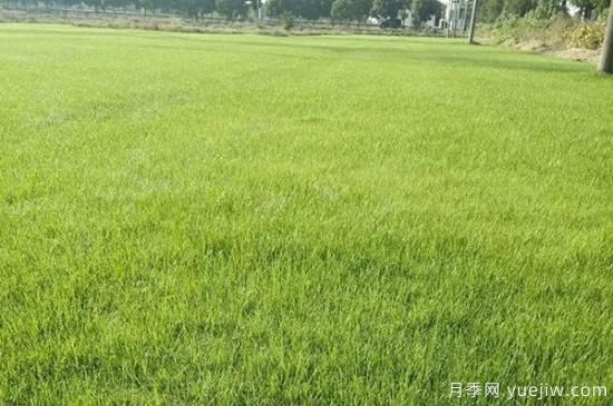 冬天想要綠草如茵，可以試試這幾種草坪(圖5)