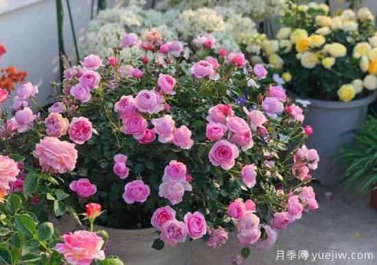 入秋養月季推薦5個(gè)品種，耐熱耐寒抗性強開(kāi)花美(圖1)