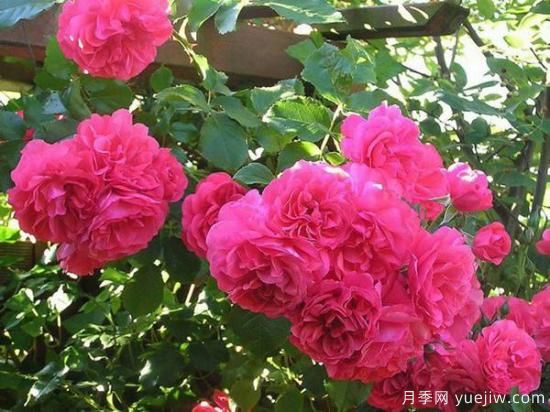入秋養月季推薦5個(gè)品種，耐熱耐寒抗性強開(kāi)花美(圖2)