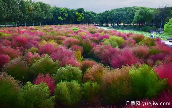 100種常見(jiàn)花卉的栽培大全，送給愛(ài)養花的你(圖89)