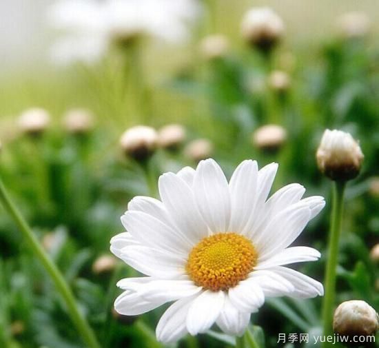 100種常見(jiàn)花卉的栽培大全，送給愛(ài)養花的你(圖90)