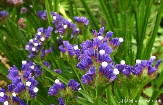 100種常見(jiàn)花卉的栽培大全，送給愛(ài)養花的你(圖92)