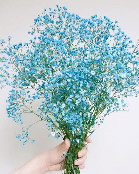100種常見(jiàn)花卉的栽培大全，送給愛(ài)養花的你(圖93)