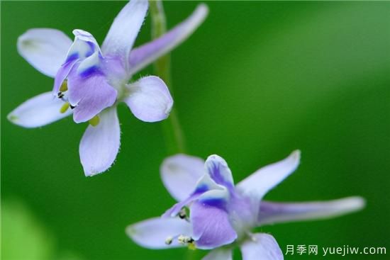 100種常見(jiàn)花卉的栽培大全，送給愛(ài)養花的你(圖94)