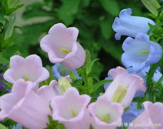100種常見(jiàn)花卉的栽培大全，送給愛(ài)養花的你(圖95)