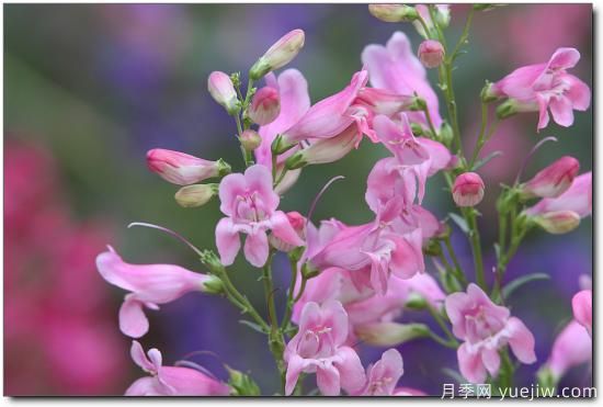 100種常見(jiàn)花卉的栽培大全，送給愛(ài)養花的你(圖96)