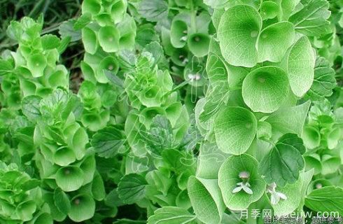 100種常見(jiàn)花卉的栽培大全，送給愛(ài)養花的你(圖97)