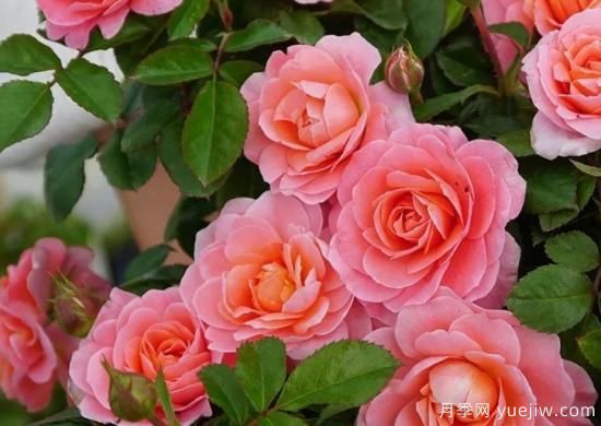 11月養灌木月季，在室內天冷照樣開(kāi)花(圖1)