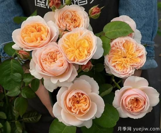 朱麗葉月季，經(jīng)典永恒，多姿美艷香氣迷人(圖2)