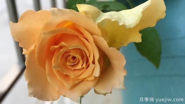 河本純子天使系列月季，顏值擔當溫柔靈動(dòng)(圖7)