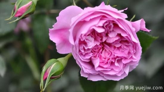 河本純子天使系列月季，顏值擔當溫柔靈動(dòng)(圖5)