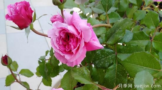 河本純子天使系列月季，顏值擔當溫柔靈動(dòng)(圖6)