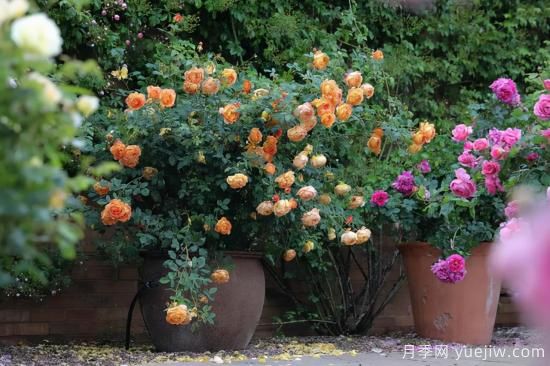 一個(gè)家里能栽得下去多少品種的月季？你想象不到(圖4)