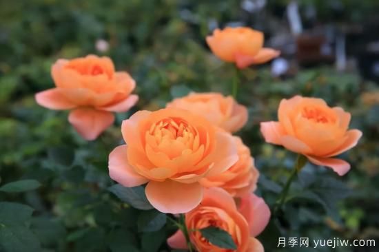 一個(gè)家里能栽得下去多少品種的月季？你想象不到(圖5)