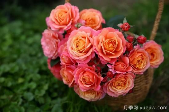 一個(gè)家里能栽得下去多少品種的月季？你想象不到(圖7)