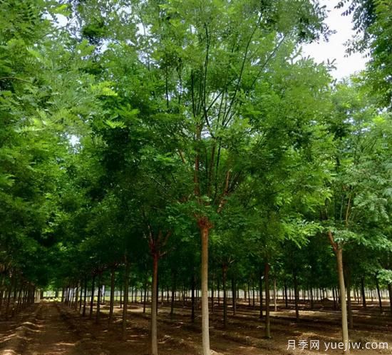 鄉土樹(shù)種為什么火？(圖1)