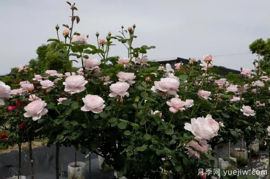 一個(gè)家里能栽得下去多少品種的月季？你想象不到(圖8)