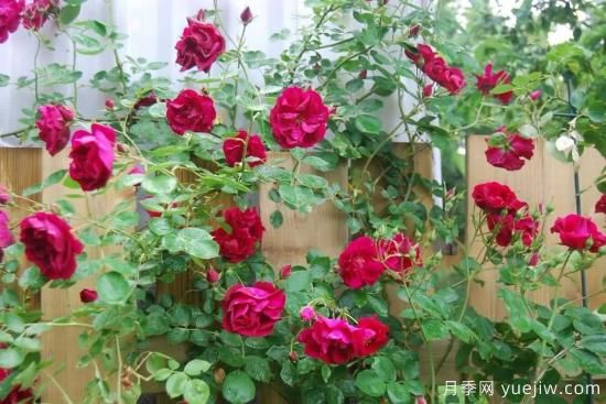 如何給月季花授粉？培育一個(gè)月季新品種要多久(圖2)