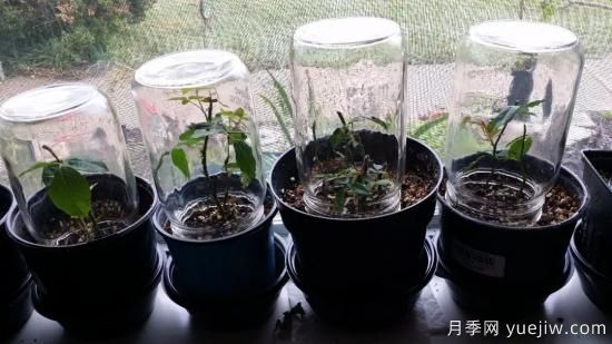 如何給月季花授粉？培育一個(gè)月季新品種要多久(圖3)