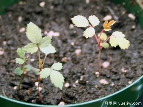 如何給月季花授粉？培育一個(gè)月季新品種要多久(圖5)