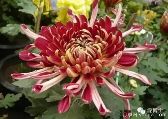 識花瓣，辨花型...快收好這份賞菊“門(mén)道”(圖10)