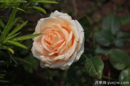 適合新手養的4個(gè)月季，花朵大花期長(cháng)還香(圖3)