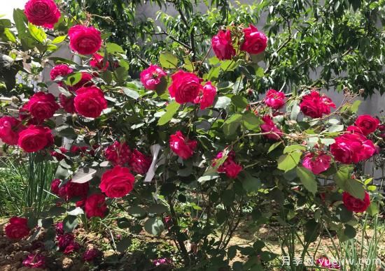 軟香紅月季，古老國月不輸歐月日月，四季勤開(kāi)花(圖1)