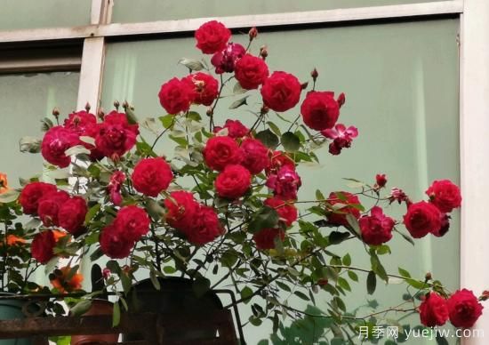 軟香紅月季，古老國月不輸歐月日月，四季勤開(kāi)花(圖3)
