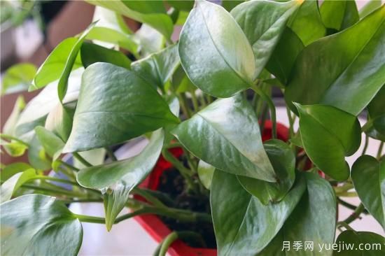 冬天綠蘿常見(jiàn)問(wèn)題與解決方法！(圖1)