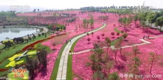 云南彌勒美麗鄉村：荒山變身花園，風(fēng)光旖旎如畫(huà)(圖2)