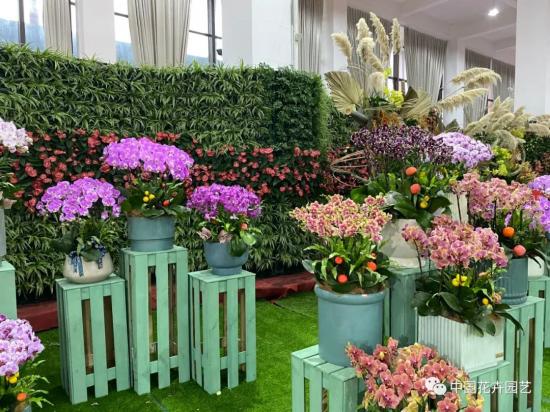 第九屆沭陽(yáng)花木節 用顏色經(jīng)濟創(chuàng  )造美麗生活(圖3)