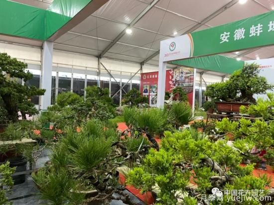 第九屆沭陽(yáng)花木節 用顏色經(jīng)濟創(chuàng  )造美麗生活(圖4)