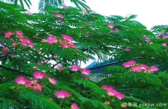 網(wǎng)紅樹(shù)木悄然興起，是否預示著(zhù)大好行情？(圖4)