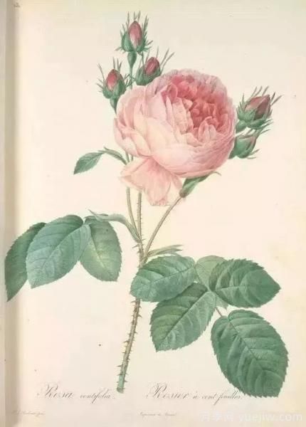 談?wù)勚袊录镜陌l(fā)展史，致敬中國的月季育種家前輩們！(圖3)