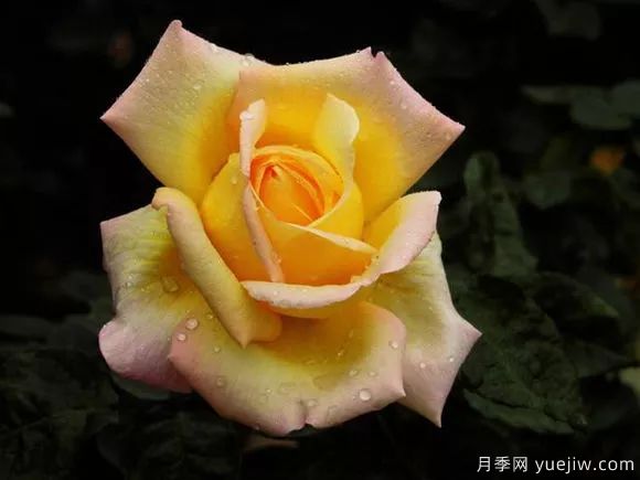 談?wù)勚袊录镜陌l(fā)展史，致敬中國的月季育種家前輩們！(圖6)