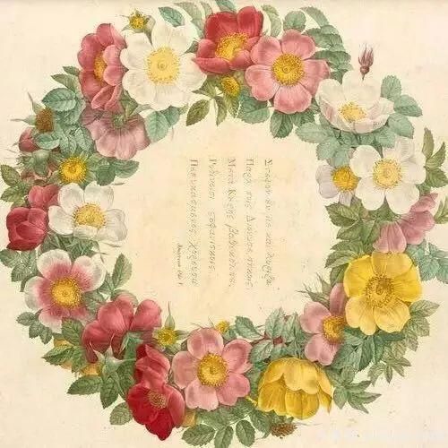 談?wù)勚袊录镜陌l(fā)展史，致敬中國的月季育種家前輩們！(圖8)