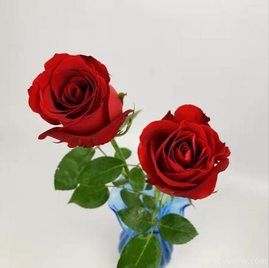 紅色切花月季經(jīng)典主流，推薦十種經(jīng)典常見(jiàn)的紅玫瑰(圖1)