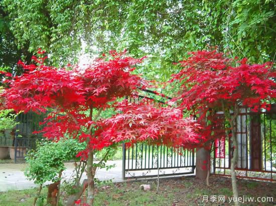 花葉芋和紅楓的修剪，使其早日成株提前開(kāi)花結果(圖1)