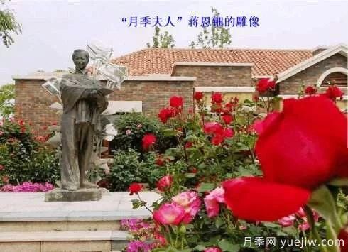 談?wù)勚袊录镜陌l(fā)展史，致敬中國的月季育種家前輩們！(圖11)